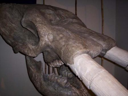 mastodonte huesos